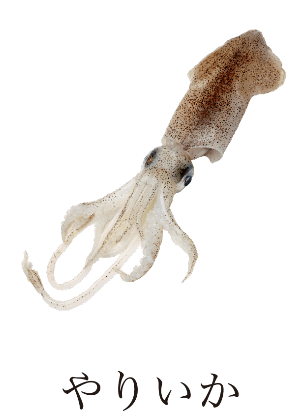 ヤリイカ